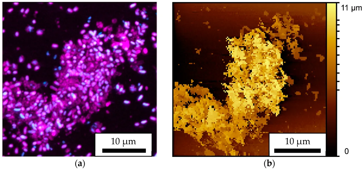 biofilm