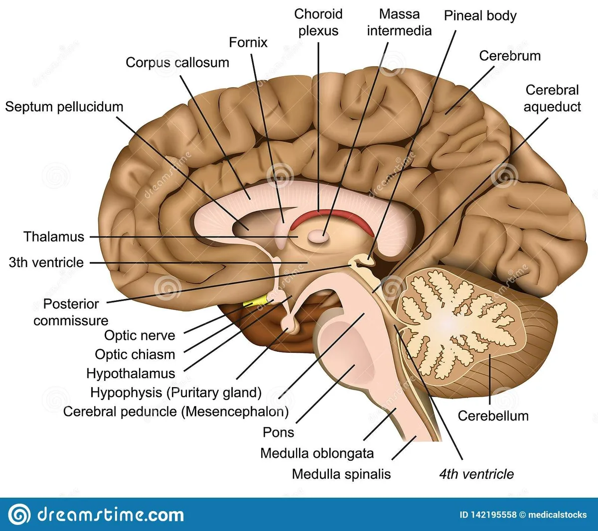 brain fog medical causes