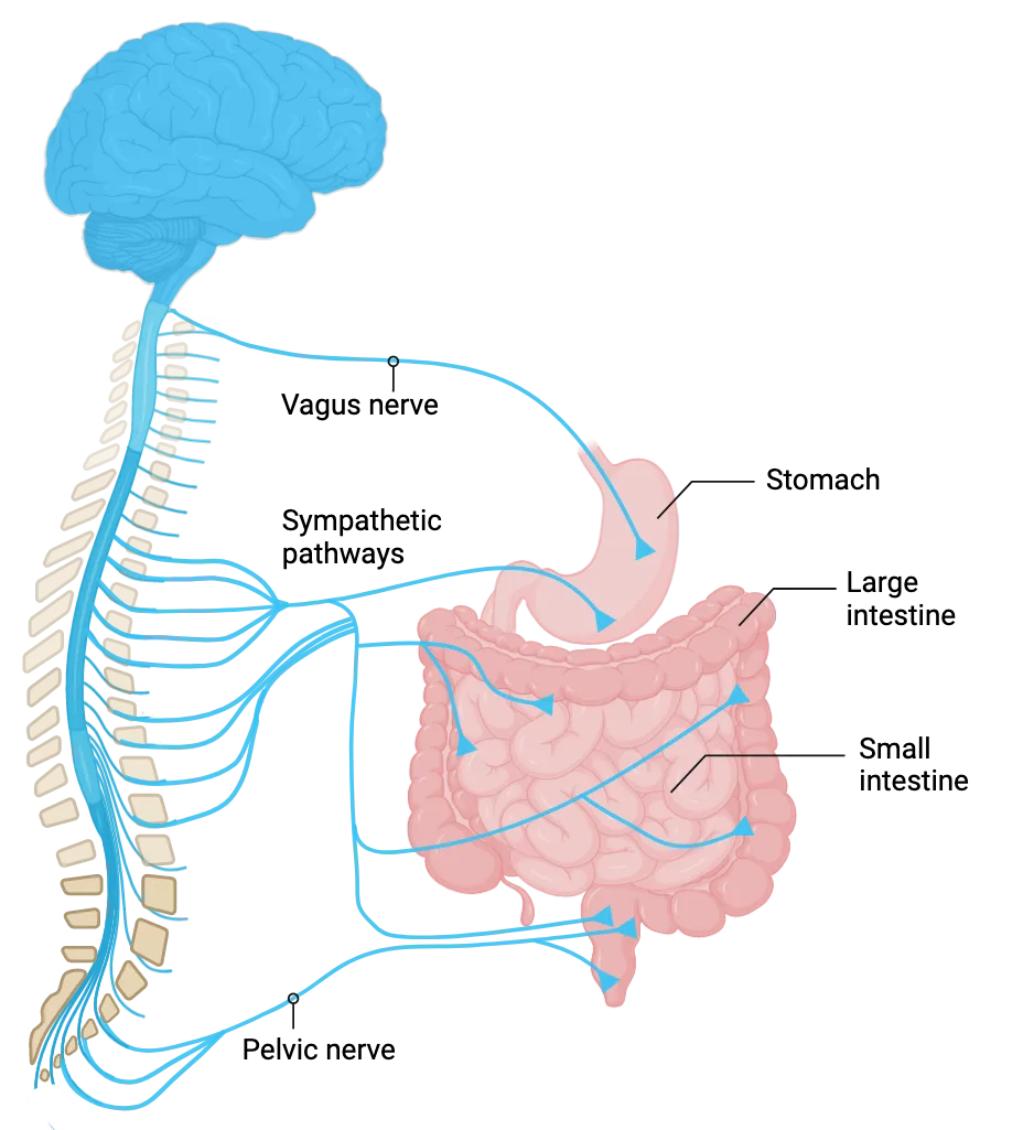 Enteric Nervous System