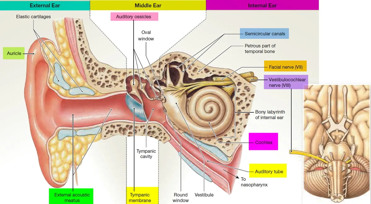 Hyperacusis