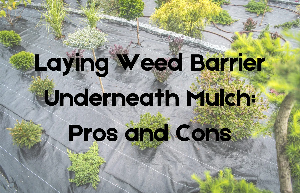 inorganic mulch benefits