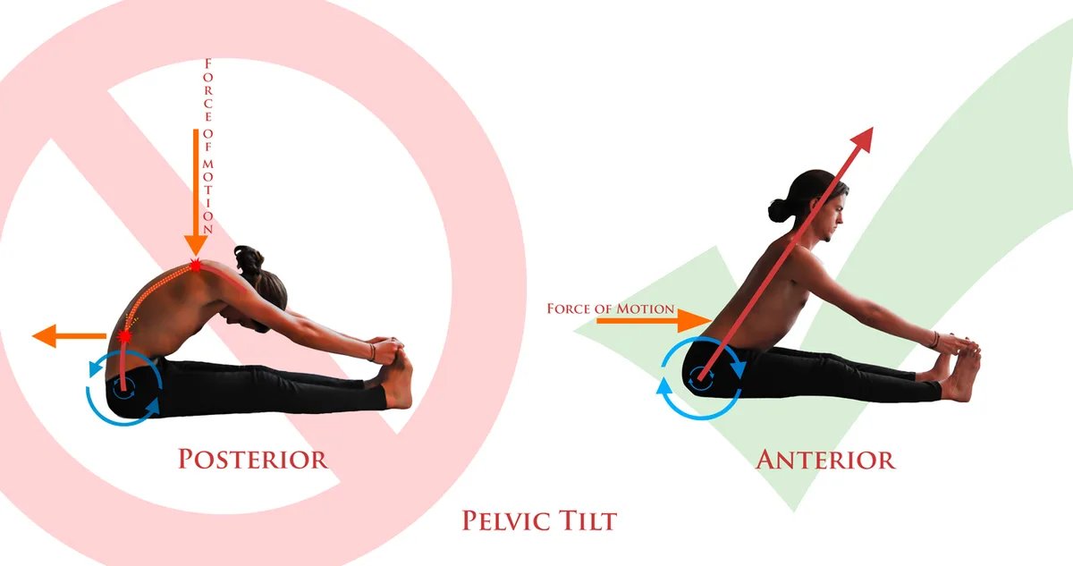 ischial tuberosities (sit bones)