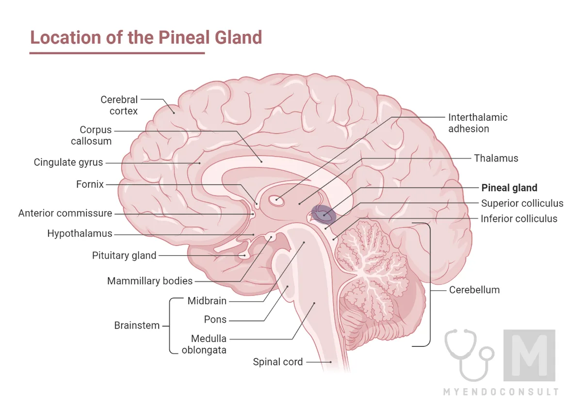 Pineal Gland