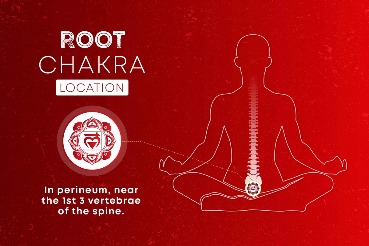 root chakra anatomy diagram