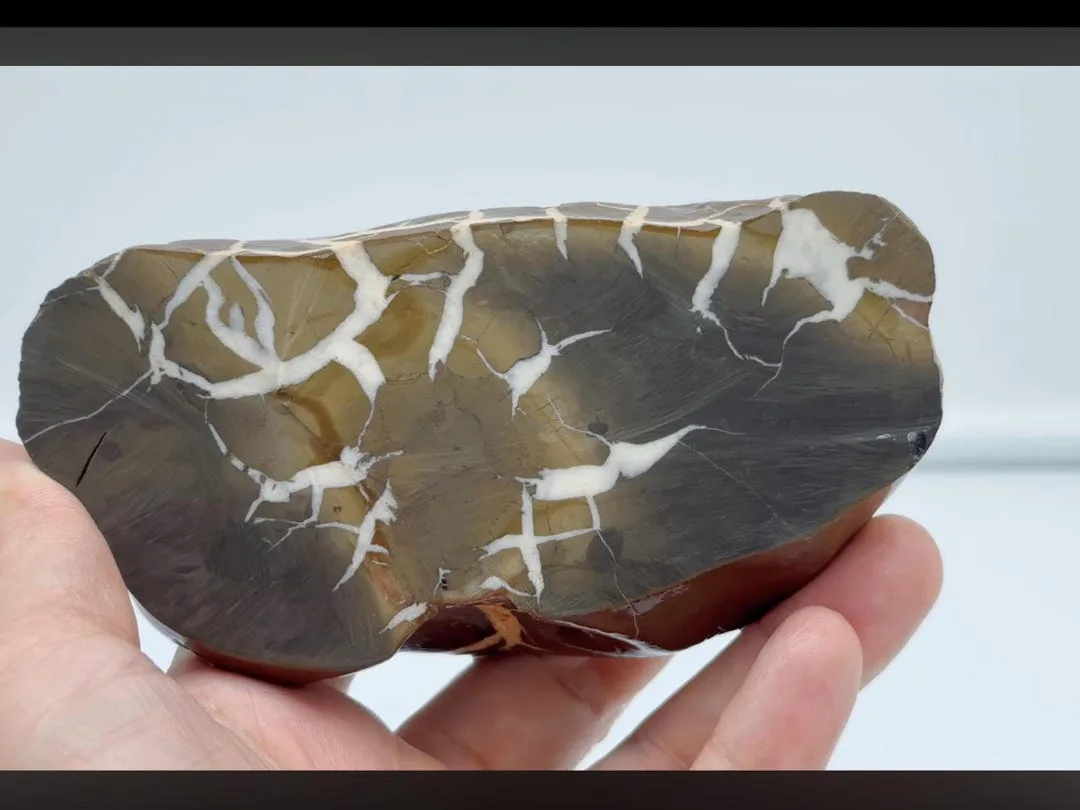 Septarian Concretion